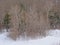 Bare and spruce  trees and shrubs in the snow