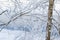 Bare thin branches of trees with white fluffy snow on the bank against the backdrop of a blue river.