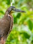 Bare Throated Tiger Heron