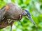 Bare Throated Tiger Heron