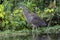 Bare-throated Tiger Heron Juvenile, Tigrisoma mexicanum