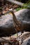 Bare-throated Tiger Heron stands perched atop a rocky outcropping in a lush forest