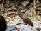 Bare-throated Tiger Heron stands perched atop a rocky outcropping in a lush forest