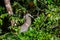 Bare-throated Tiger Heron (Tigrisoma mexicanum) in Silent Elegance