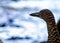 Bare-throated Tiger Heron (Tigrisoma mexicanum) in Silent Elegance