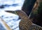 Bare-throated Tiger Heron (Tigrisoma mexicanum) in Silent Elegance