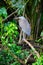 Bare-throated Tiger Heron (Tigrisoma mexicanum) in Silent Elegance