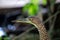 Bare-throated Tiger Heron (Tigrisoma mexicanum) in Silent Elegance