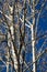 The bare tops of aspen trees against a blue sky