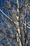 The bare tops of aspen trees against a blue sky