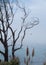 Bare tree against the coastal morning fog