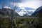 Bare tree on background of Cerro Solo Mount and Glacier Torre on way from El Chalten to Laguna Torre. Magellanic forest in valley