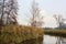 Bare tree on a bend in a stream of water bordered by reeds with reflections of the sky and trees in the water