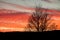 Bare tree branches silhouetted against a colorful orange sky