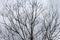 Bare Tree Branches on a white pale sky.