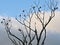 Bare tree with cormoants in silhouette against a blue sky with light grey  clouds