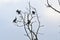 Bare tree with cormorants in silhouette