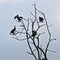 Bare tree with cormorants in silhouette against a blue sky with light grey  clouds