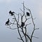 Bare tree with cormorants in silhouette against a blue sky with light grey  clouds