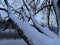 Bare tree covered with snow. Gloomy and melancholy background.