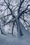 Bare tree covered with snow. Gloomy and melancholy background in vertical format