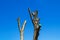 Bare tree with cut branches on a background of bright spring sky. Annual seasonal pruning of city trees