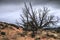 bare tree in a dramatic and iconic western landscape in Monument Valley