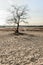 Bare tree in dunes of drifting sands