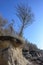 Bare tree at the edge of the crash on the eroded steep coast of the German island Poel on the Baltic Sea, blue sky with copy space