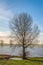 Bare tree at the edge of a river