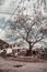 Bare tree at the edge of a road, near a demolished building in the countryside