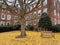 Bare Tree and Fallen Yellow Leaves in December