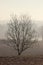 Bare tree on a foggy november day