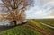 Bare tree in the foreground of a flooded landscape