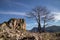 bare tree in front of a cliff formation with blue sky and some green grass