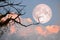 Bare tree on full moon at evening. Element of this image furnished by NASA