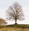 A bare tree on the hill