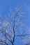 Bare tree with ice crystals