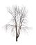 Bare tree isolated over white