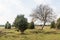 Bare tree in a landscape with junipers