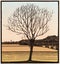 Bare tree.  Linocut by Julie de Graag, 1919
