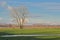 Bare tree in a meadow reflecting in a puddle of water in the Flemish countryside