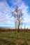 Bare tree in the middle of a field in the italian countryside in winter