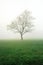 Bare tree on a misty meadow