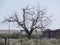 Bare tree with the ruins at Glenrio ghost town, one of western America`s ghost towns