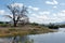 Bare Tree and Rural Pond