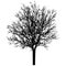 Bare tree silhouette. Beautiful leafless tree. Vector illustration