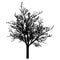 Bare tree silhouette. Beautiful leafless tree. Vector illustration