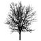 Bare tree silhouette. Beautiful leafless tree. Vector illustration