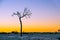 Bare tree silhouette closeup at golden sunset.